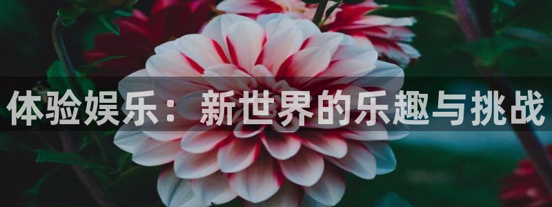 彩名堂人工计划客户端：体验娱乐：新世界的乐趣与挑战